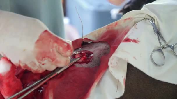 Cirurgia de Esterilização Animal Closeup — Vídeo de Stock