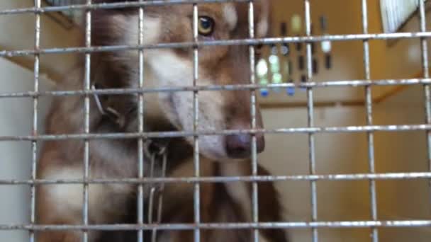 Cane in gabbia. Crudeltà verso gli animali e abusi sugli animali — Video Stock