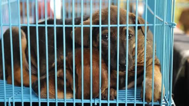 Cães abandonados e desabrigados em gaiola no abrigo — Vídeo de Stock