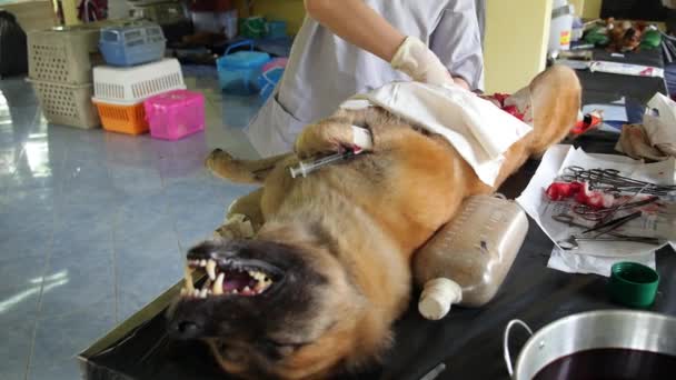 Cane castrante o pagante in clinica veterinaria — Video Stock