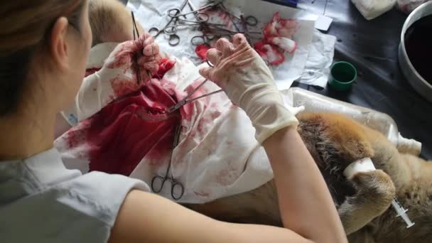 Ветеринарный хирург делает операцию на собаке — стоковое видео