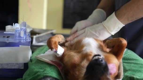 Chirurgia Animale in Clinica per Animali. Cane castrazione — Video Stock