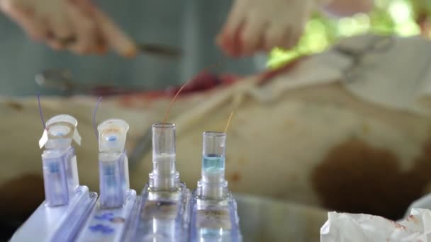 Sterilisatie in de veterinaire kliniek. Closeup chirurgie — Stockvideo