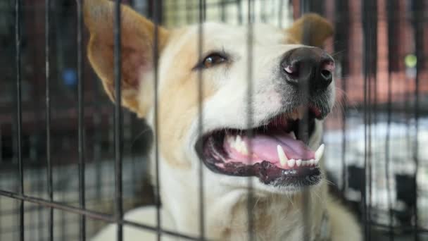 Sokak köpeği ya da terk edilmiş köpek kafes içinde — Stok video