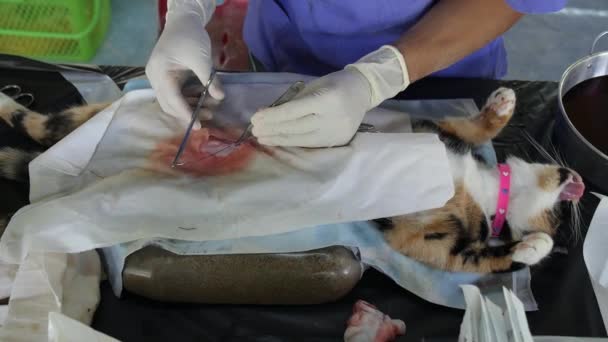Cirurgia de esterilização de gato Closeup — Vídeo de Stock