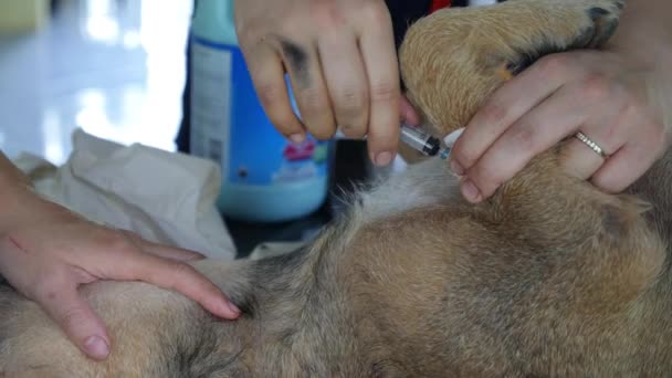 Perro Enfermo en Clínica Veterinaria. Anestesia — Vídeo de stock