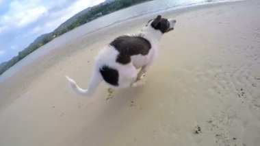 Kumsalda Koşan Mutlu Köpek. Yavaş Hareket.