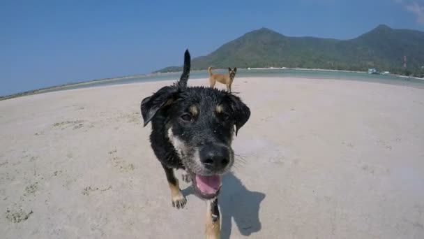 Chien de rue marchant sur la caméra sur la plage. Mouvement lent . — Video