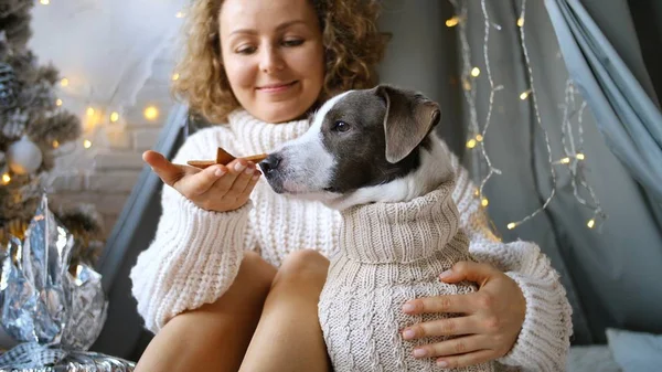 Junges Mädchen füttert Hund im Strickpullover mit Weihnachtsplätzchen zu Hause — Stockfoto