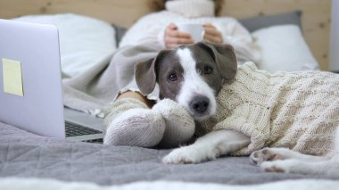 Dizüstü bilgisayarı ve kupasıyla yatakta örülmüş süveterli bir köpekle yatan kadın.