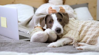 Dizüstü bilgisayarı ve kupasıyla yatakta örülmüş süveterli bir köpekle yatan kadın.