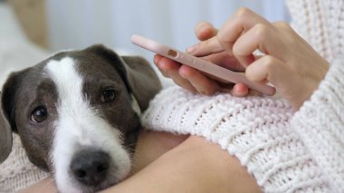 Kadın elinin akıllı telefon kullanmasına ve köpeğin evde dizlerinin üzerinde yatmasına yakın çekim..