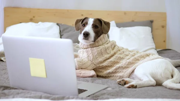 Netter Hund mit Laptop, während er im kuscheligen Strickpullover auf dem Bett liegt — Stockfoto