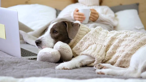 Female Feet In Knitted Socks And Dog watching in Laptop. Coziness Concept. — Stock Photo, Image