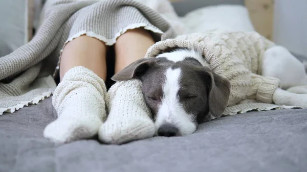 Frauenfüße in Stricksocken und Hund, der im Bett schläft. Konzept der Gemütlichkeit. — Stockfoto