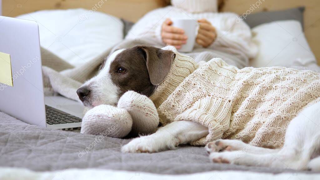 Female Feet In Knitted Socks And Dog watching in Laptop. Coziness Concept.