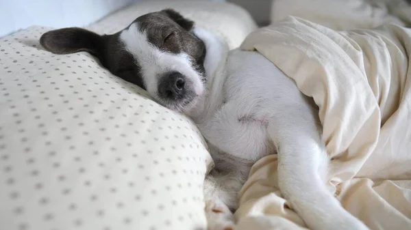 Niedlicher Hund schläft zu Hause in menschlichem Bett mit Decke bedeckt — Stockfoto