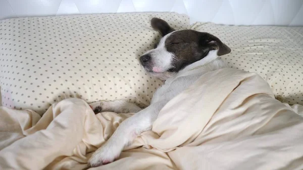 Lustige Haustiere und Tiere Konzept. Hund schläft im Bett auf Kopfkissen. — Stockfoto
