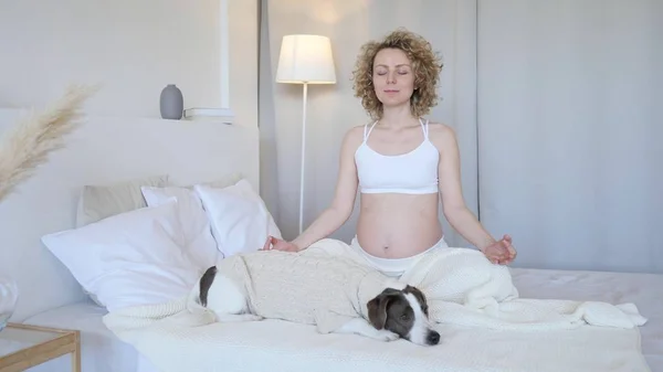 Joven hermosa embarazada mujer meditando y haciendo yoga en casa con perro en la cama . —  Fotos de Stock