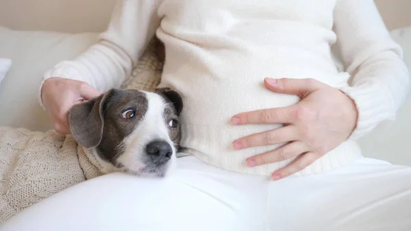 Nahaufnahme von Schwangerschaftsbauch mit Hund — Stockfoto