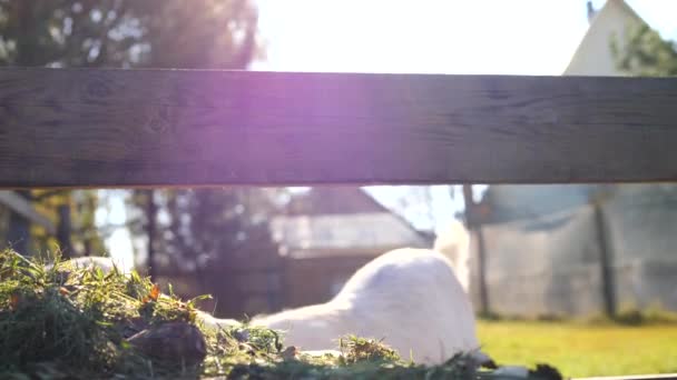 Koza venku v přírodě proti západu slunce. — Stock video