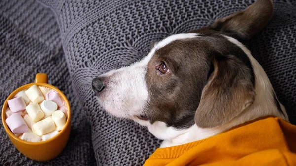 Köpek, sıcak çikolatalı ve şekerli yatakta dinleniyor..