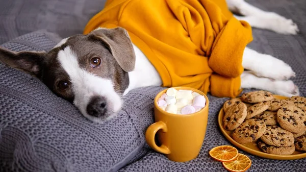 Köpek sıcak çikolata ve kurabiyelerle yatakta uyuyor. Sevimli Hayvan ve Hayvan Konsepti. — Stok fotoğraf