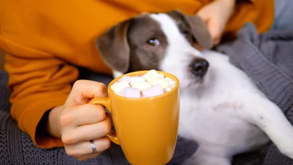 Bir kadın lokumla sıcak çikolata içiyor ve evinde köpeğiyle dinleniyor.. — Stok fotoğraf