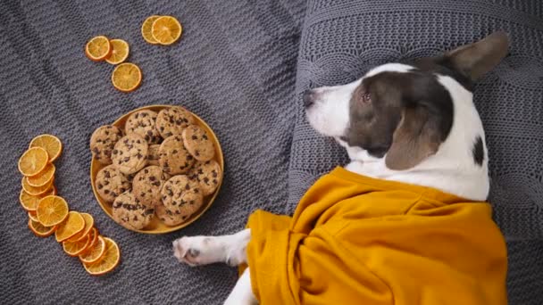 お祝い、クリスマス、ペット、居心地の良いコンセプト。犬はクッキーとホットチョコレートとベッドの上に横たわる. — ストック動画