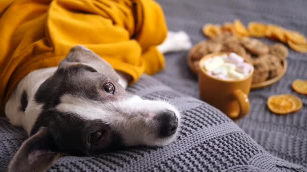 Hond rustend op bed liggend op kussen met warme chocolade met Marshmellow en koekjes. — Stockvideo