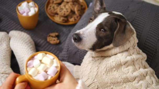 Copo de chocolate quente com marshmallow, pernas de cachorro e mulher em meias de malha aconchegantes . — Vídeo de Stock