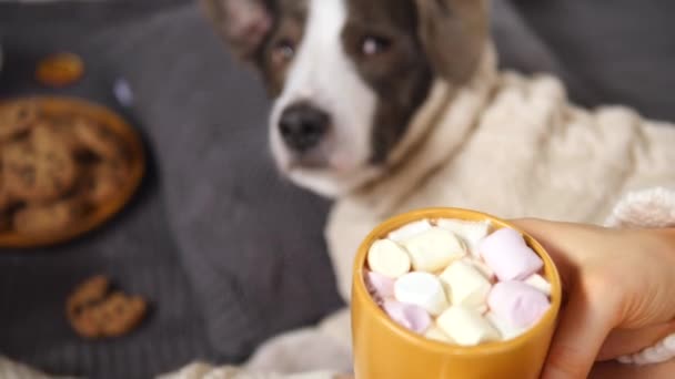 Pes nosící pletený svetr ležící na posteli se ženou držící šálek horké čokolády. — Stock video