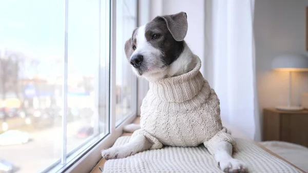 Hund wartet zu Hause auf Familie, die aus dem Fenster schaut — Stockfoto