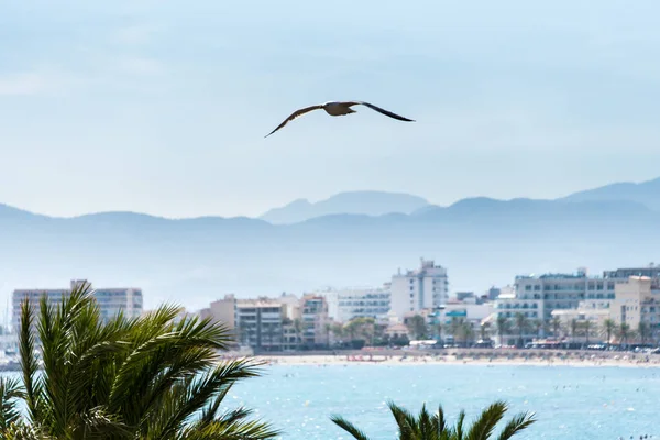 El Arenal, Mayorka 'da deniz ve kumsalda uçan martılar.