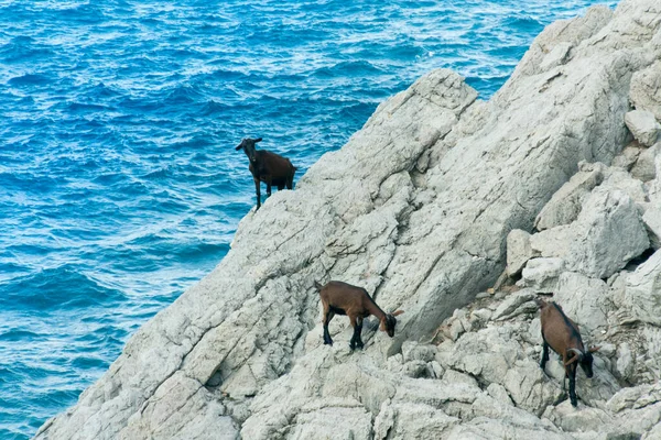 Coll Baix, Alcudia, Majorca 'daki deniz kıyısında keçiler
