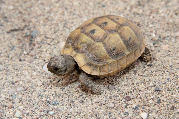 Turtle on the sand. Nature and us. Animals in the world.