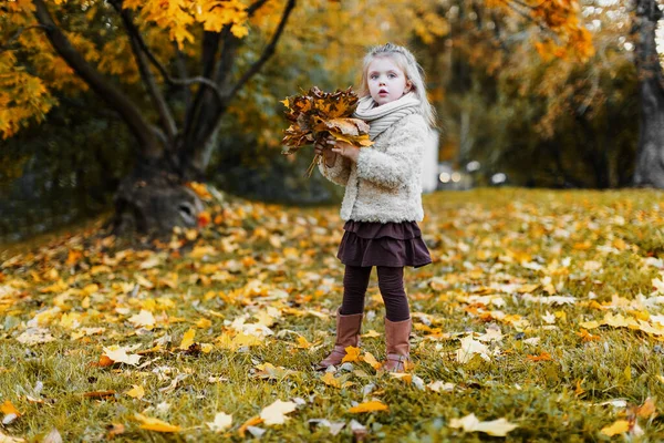 Ребенок Парке Осенью Маленькая Девочка Собирает Осенние Листья Смотрит Камеру — стоковое фото