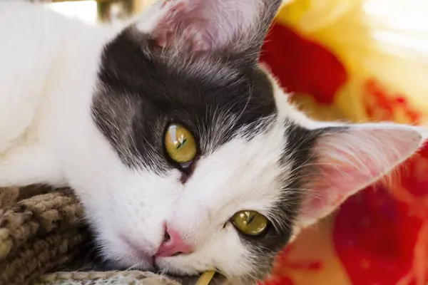 Siyah ve beyaz kedi tatil