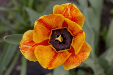 Bahar bahçe içinde kırmızı ve Sarı Lale