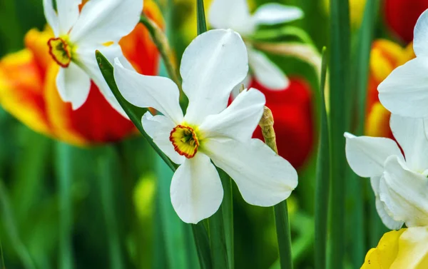 Narcissus bahar bahçesinde