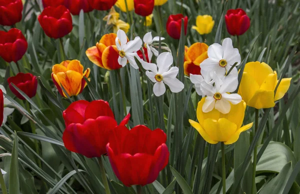 Bahar bahçede harika çiçek