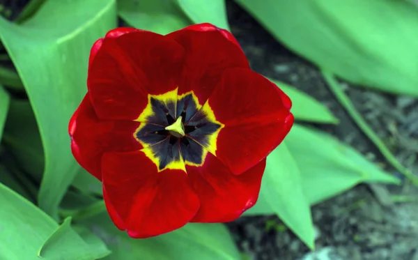 bahar bahçe kırmızı lale