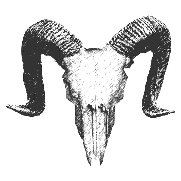 Caveira de cabra desenhada à mão —  Vetores de Stock