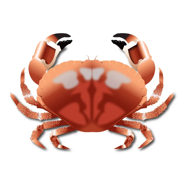 Crab Realista Isolado Ilustração Vetor Fundo Branco — Vetor de Stock