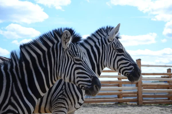 İki zebra yan yana dursun.