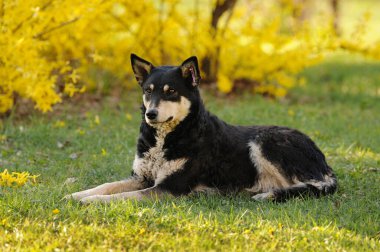 Parkta başıboş bir kırma köpek çimlerin üzerinde yatıyor. Sterilize edilmiş köpek. Üzgün yüzlü gezgin bir melez. Seçici yumuşak odaklanma. Arkaplan sarısı çalısı.
