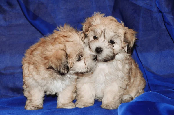 Deux chiots sont assis côte à côte. Un chiot lui lèche le nez. Fond bleu du tissu . — Photo