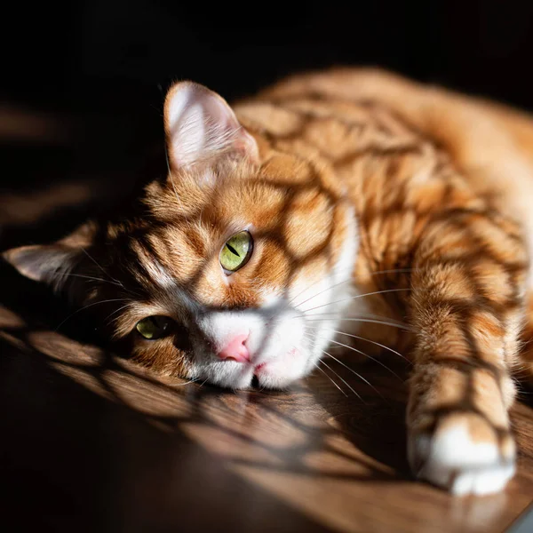 인상적 고양이 동물은 가까이에 햇빛을 고양이 바닥에 고양이 — 스톡 사진
