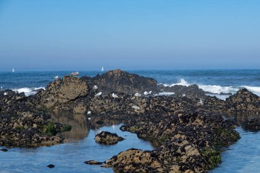 Sakin ve huzurlu bir manzara. Mavi tonda güzel bir denizcilik sahnesi. Deniz manzarasının tadını çıkarmak için ideal bir yer. Martılar okyanus dalgalarının üzerinde uçar..