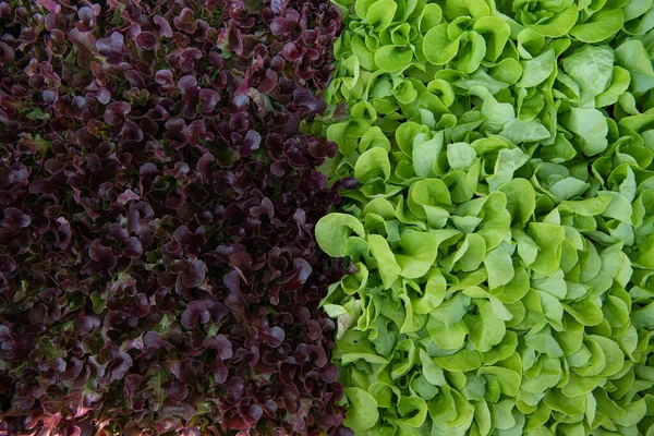 Brown and green lettuce closeup in a box at the market. Healthy vegetarian food. Healthy vitamin nutrition. Summer green garden. Fresh leaves of a vegetable